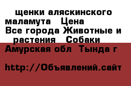 щенки аляскинского маламута › Цена ­ 20 000 - Все города Животные и растения » Собаки   . Амурская обл.,Тында г.